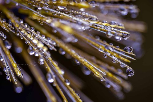 Forest photography from Maine: water drops on pine needles