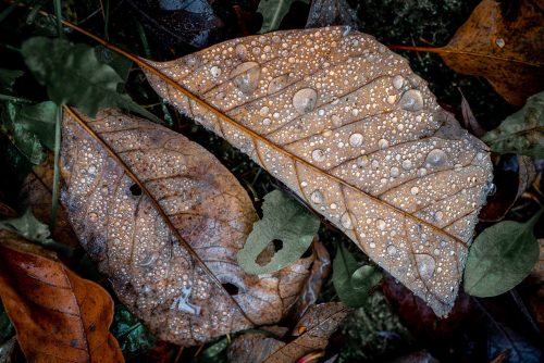 Forest photography from Maine: water drops on leaves