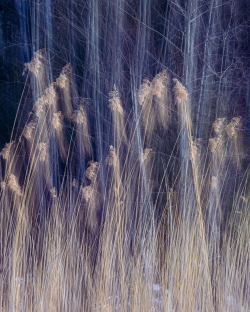 "Dance of the Reeds no.2" photograph by Jason Prince. Abstract nature photograph.