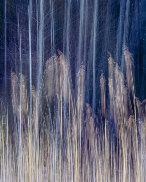 "Dance of the Reeds no.2" photograph by Jason Prince. Abstract nature photograph.