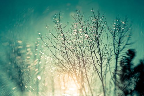 "Hallowed Woodland" photographed in Maine by Jason Prince. Trees on teal background with yellow highlights.